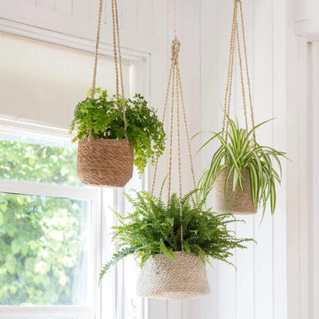 Transformez Votre Espace : 8 Idées Brillantes pour les Étagères à Plantes !